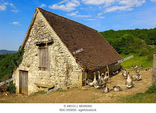 Domestic Geese, Belcastel, Dordogne, France / Perigord Goose