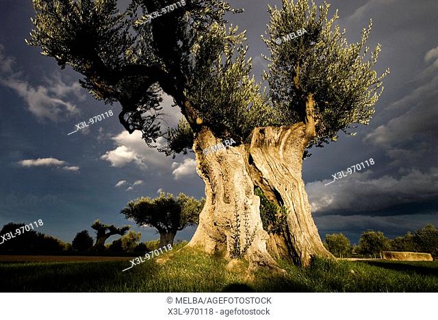 Old olive tree  Spain