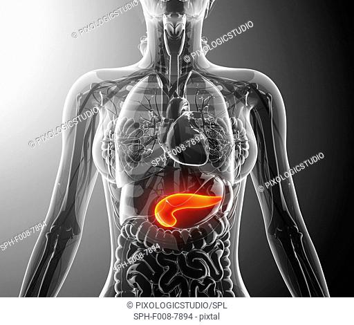 Human pancreas, computer artwork