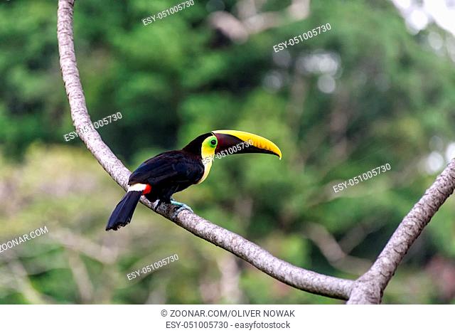 toucan in the branches of a tree in Costa Rica