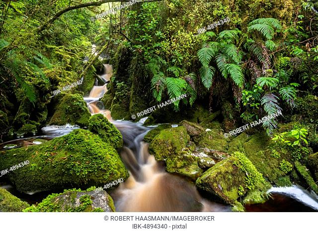 Small waterfall, rocks overgrown with moss and ferns, Oparara Basin, Kahurangi National Park, Karamea, West Coast Region, South Island, New Zealand