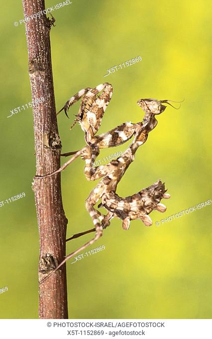 Praying mantis Blepharopsis mendica as seen camouflaged on a twig  This mantis has undeveloped wings and relies on body colours and its shape for camouflage