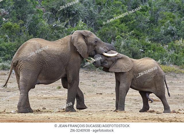 African bush elephants (Loxodonta africana), two males playing fight, face to face, Addo Elephant National Park, Eastern Cape, South Africa, Africa