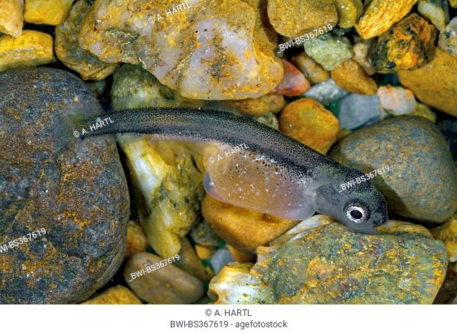 Danube salmon, huchen (Hucho hucho), yolksac larva on pebbles, Germany