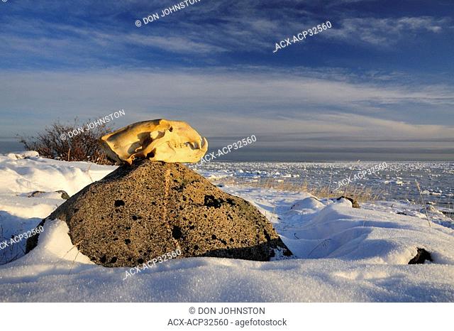 Polar bear Ursus maritimus Skull. Seal River Heritage Lodge, Churchill, Manitoba, Canada
