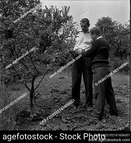 ***AUGUST 19, 1968, FILE PHOTO***  The tallest man in Czechoslovakia is probably 43-year-old Josef Musil from Zebetin near Brno