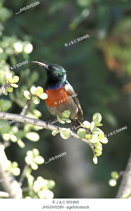 Greater Doublecollared Sunbird, Nectarinia afra, South Africa, adult male