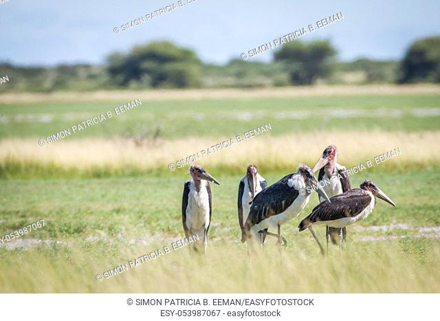 Group of Marabou storks in the high grass in the Central Kalahari, Botswana