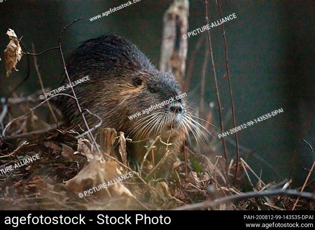04 February 2020, Brandenburg, Stradow: A nutria while eating. Originally from South America, the species was bred on farms for its fur