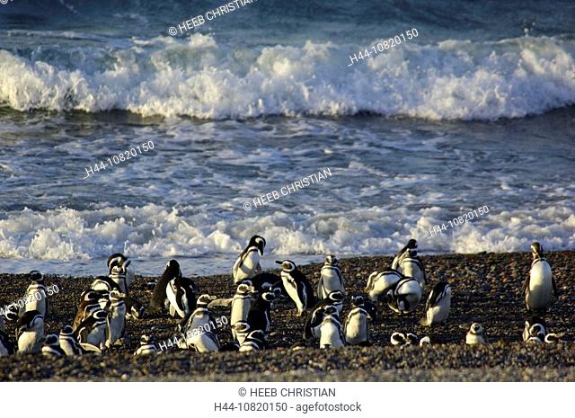Magellanic Penguin Spheniscus magellanicus Area Protecta Punta Tombo, Patagonia, Argentina, South America