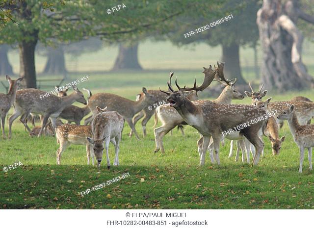 Fallow Deer Dama dama buck, roaring, surrounded by herd with rival buck, immature buck, does and fawns, during rutting season, Studley Royal Deer Park