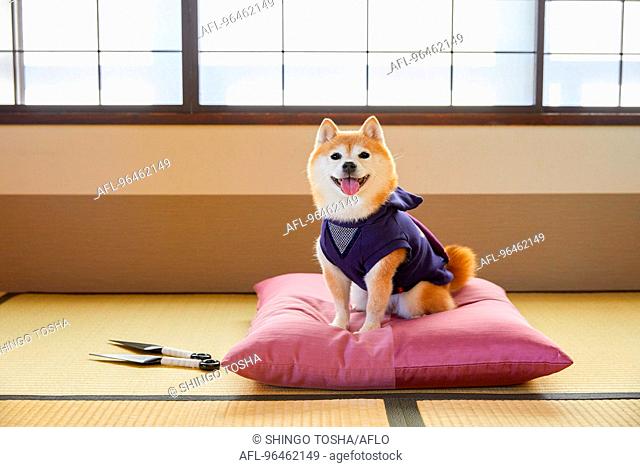 Japanese Shiba Inu dog