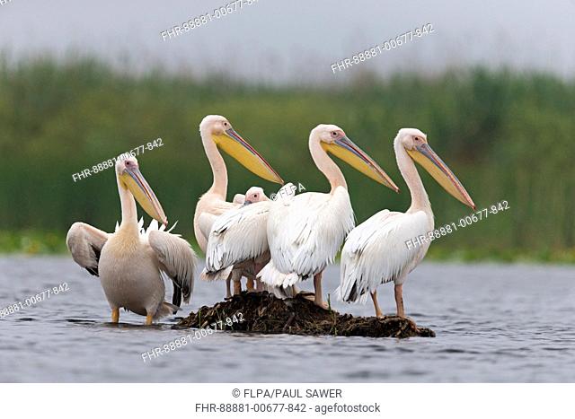 Great White Pelican (Pelecanus onocrotalus) 5 adults, breeding plumage, standing on small island, Danube Delta, Romania, June