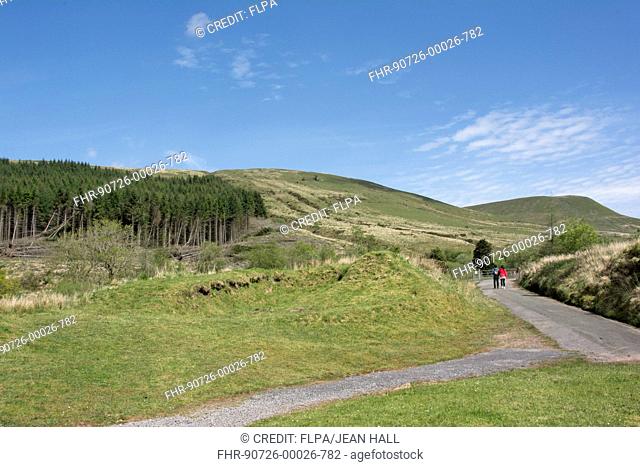 Tourist couple walking along road near conifer plantation in upland habitat, Pontsticill, Merthyr Tydfil, Brecon Beacons N.P