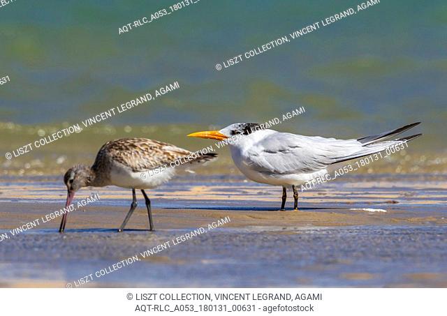 This bird was found in Dakhla bay on the beach. Bar-tailed Godwit just past in front of the Royal Tern., Bar-tailed Godwit, Limosa lapponica, Royal Tern