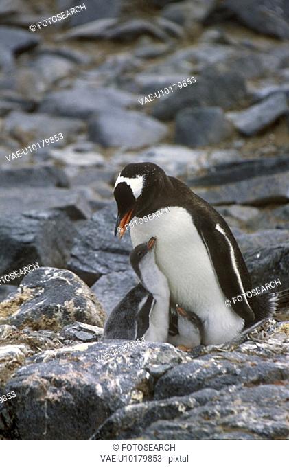 Gentoo penguins and chicks Pygoscelis papua