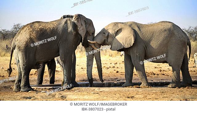 Two elephants playfully fighting, African Elephant (Loxodonta africana), Etosha National Park, Tsumcor waterhole, Namibia