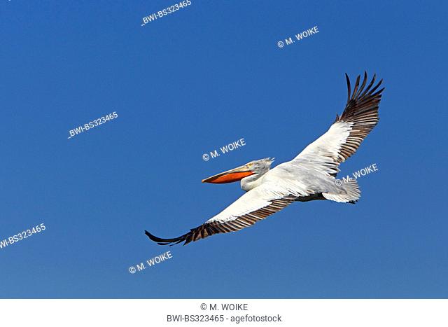 Dalmatian pelican (Pelecanus crispus), flying, soaring, Greece, Kerkinisee