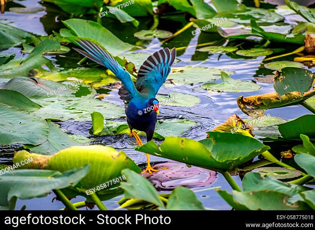 A large yellow feet bird running across the water lily pads looking for insects