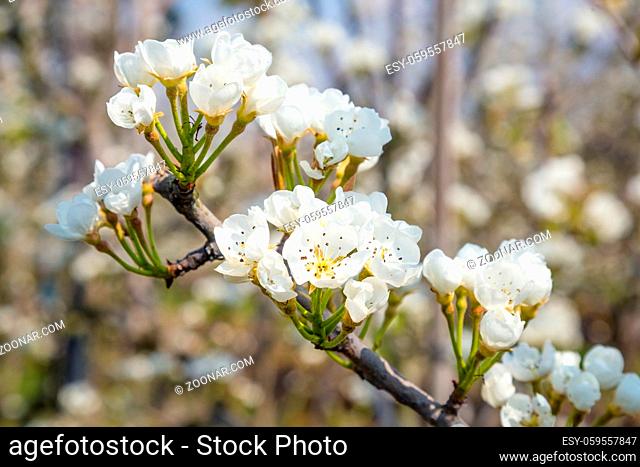 Closeup of a blooming apple tree in the Betuwe in the Neterlands, with a clear blue sky background