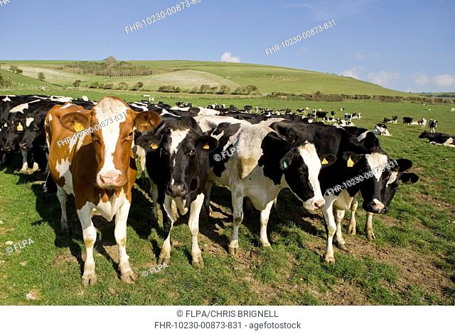 Domestic Cattle, dairy cows, herd standing in pasture, Dorset, England, october