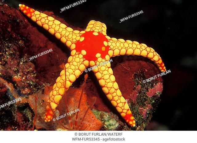 Mesh Starfish, Fromia monilis, Soma Bay, Safaga, Red Sea, Egypt