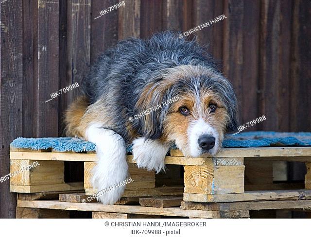 Young St. Bernard mix laying on a wooden skid, Lower Austria, Austria, Europe