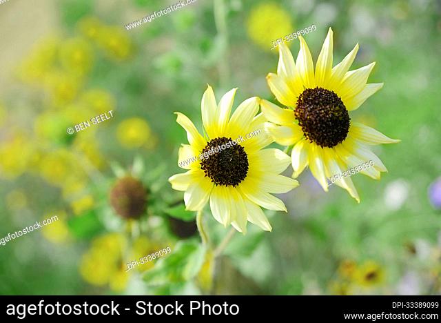 Sunlit sunflowers (Helianthus) in full bloom in a field; Zeeland, Netherlands
