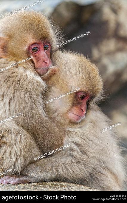 Snow monkey (Japanese macaques) babies are huddling each other at Jigokudani near Nagano on Honshu Island, Japan