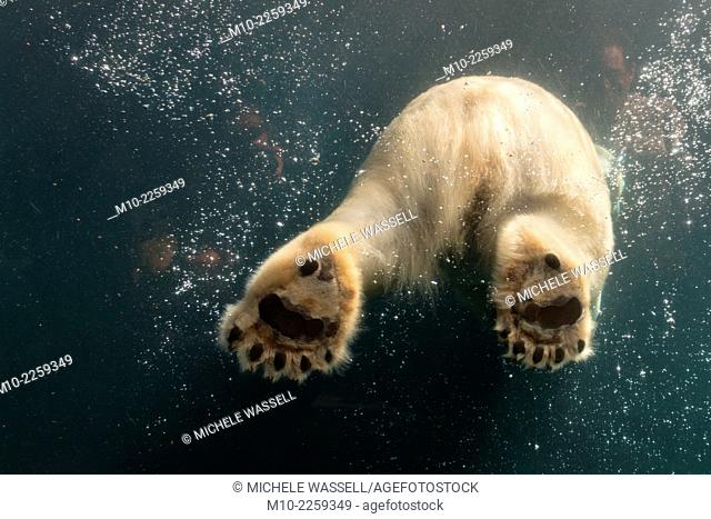 Paws of a Polar Bear as seen through glass while the bear is swimming in the water