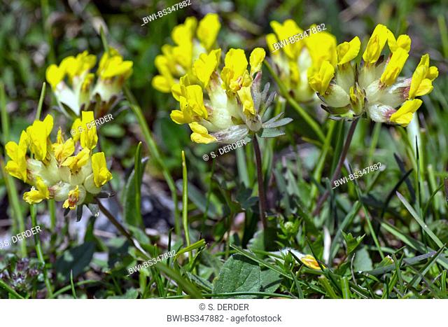 kidney vetch (Anthyllis vulneraria ssp. alpestris), flowering, Austria, Kaernten, Dobratsch