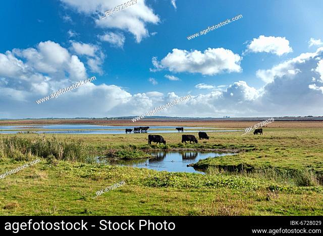 Grazing cattle, Beltringharder Koog near Lüttmoorsiel, Reußenköge, North Frisia, Schleswig-Holstein, Germany, Europe