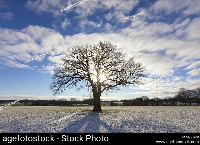 Solitary English oak, pedunculate oak (Quercus robur), French oak tree in meadow in winter