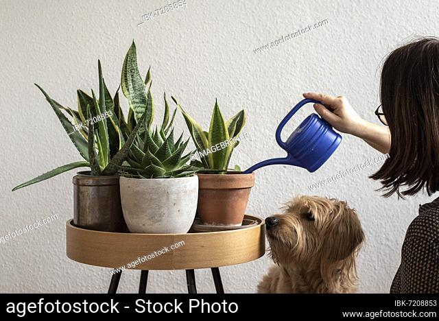 Woman watering houseplants, dog watching, Germany, Europe