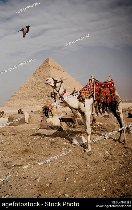 Egypt, Cairo, Two camels standing in front of Great Pyramid of Giza