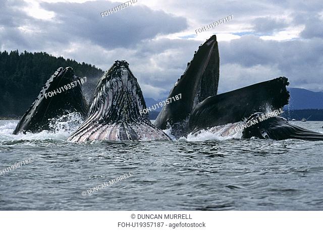 Humpback Whales feeding Megaptera novaeangliae. Chatham Straits, S. E. Alaska