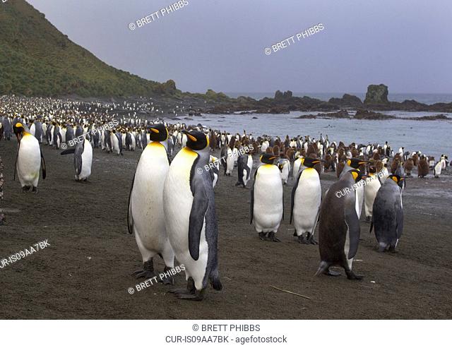 King Penguins, amongst the colony, on a wind swept beach, along the north east coast of Macquarie Island, Southern Ocean