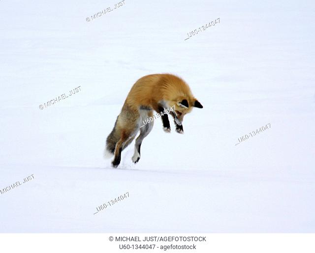 A red fox dives under the snow to catch its prey in a technique called 'mousing' at Yellowstone National Park