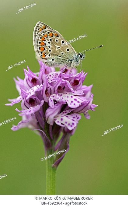 Three-toothed orchid (Orchis tridetata) with Common Blue (Polyommatus icarus)