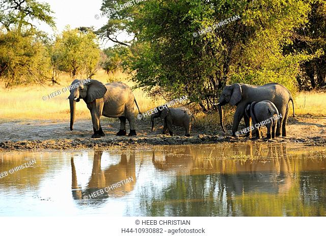 Africa, Bwa Bwata, National Park, Caprivi, Horseshoe Bend, Kwando River, Namibia, adults, african, elephant, animal, baby, drinking water, elephants, horizontal