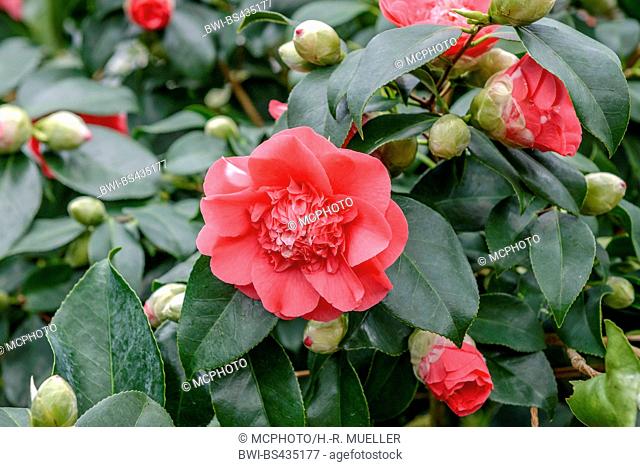 Japanese camellia (Camellia japonica Chandler's Elegans, Camellia japonica Chandler's Elegans), cultivar Chandler's Elegans