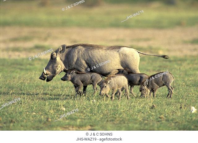 Warthog , Phacochoerus aethiopicus , Amboseli National Park , Kenya , Africa , adult female with youngs