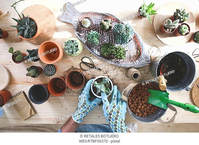 Young man transplanting cactus on wooden table