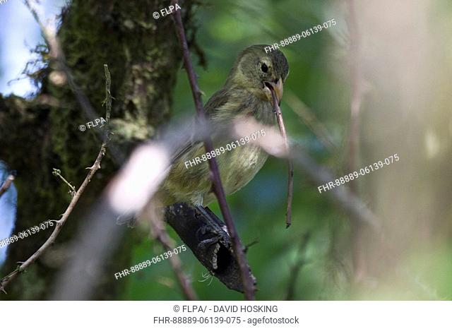 Galapagos Woodpecker Finch using a stick