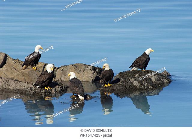 A group of bald eagles, Haliaeetus leucocephalus, perched on rocks by water