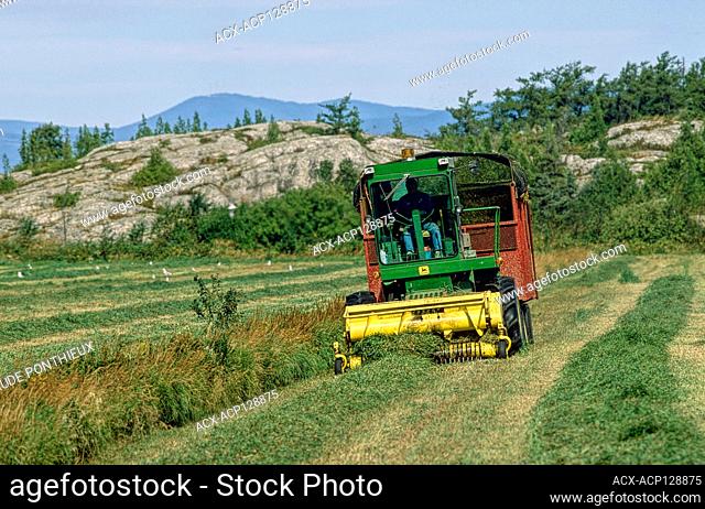 Farmer harvesting a hayfield with a combine harvester, Saint-Andre-de-Kamouraska, Lower Saint-Lawrence region, Quebec, Canada