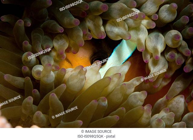 Close-up of anemone fish