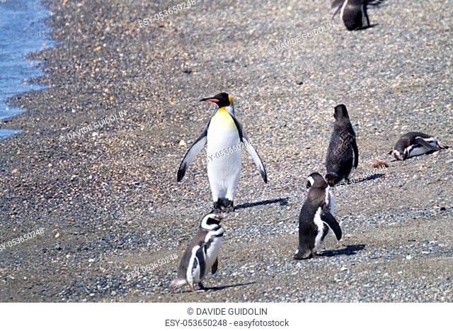 King penguin on Martillo island beach, Ushuaia. Tierra del Fuego national park. Chilean wildlife
