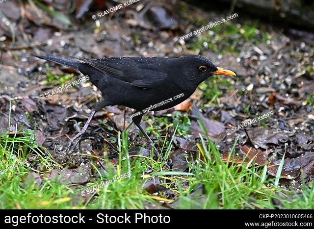 Czech Society for Ornithology (CSO) organises fifth annual counting of birds on feeders, January 6, 2023. Pictured The common blackbird (Turdus merula)
