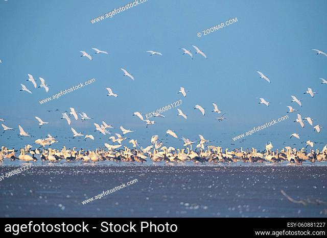 migratory birds on poyang lake, jiangxi province, China
